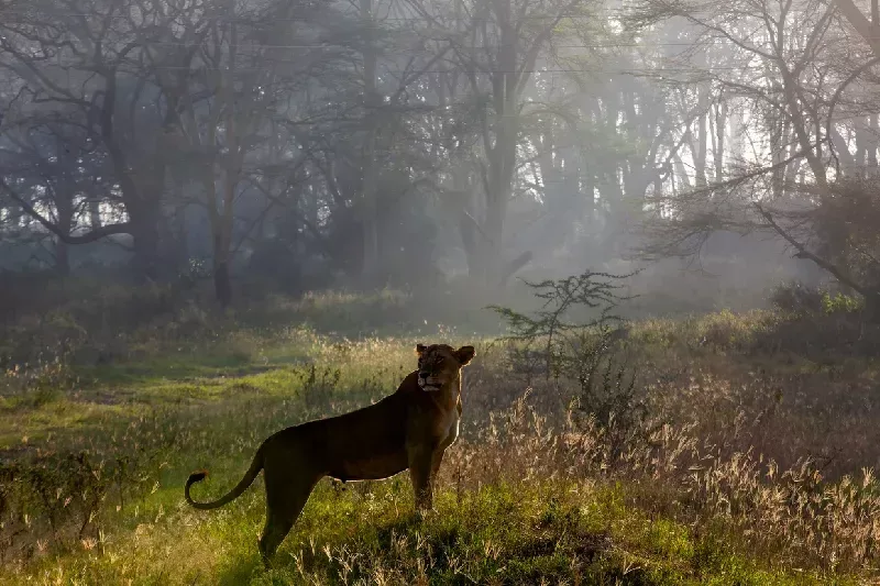 Unforgettable Kenya Safari Tour
